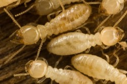 Termites 2.jpg